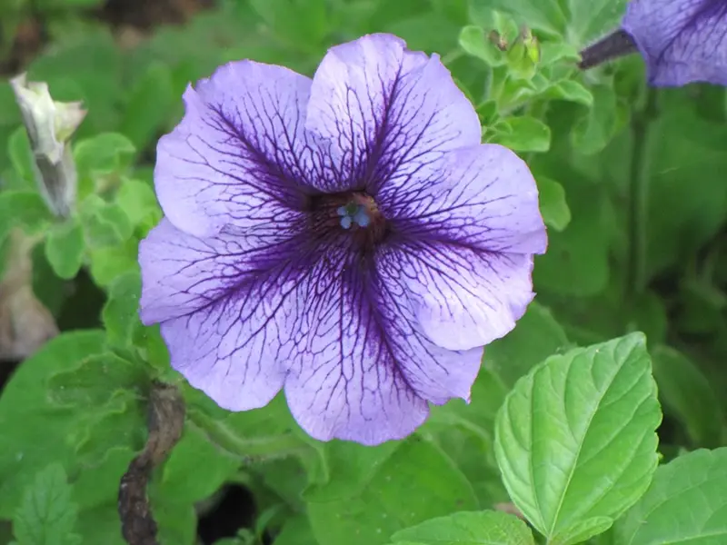 Petunias