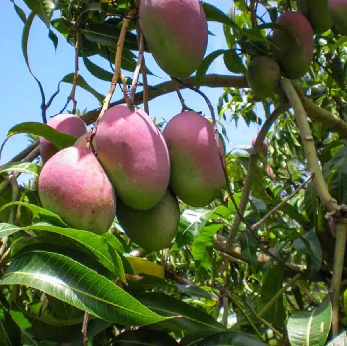 Mangos rosa
